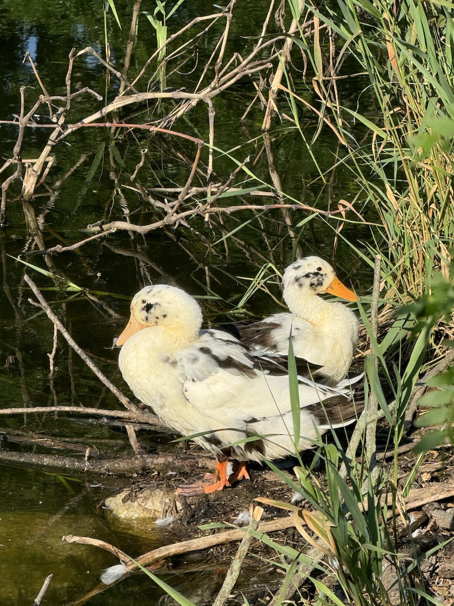 Mallard (Domestic type) - ML620808267