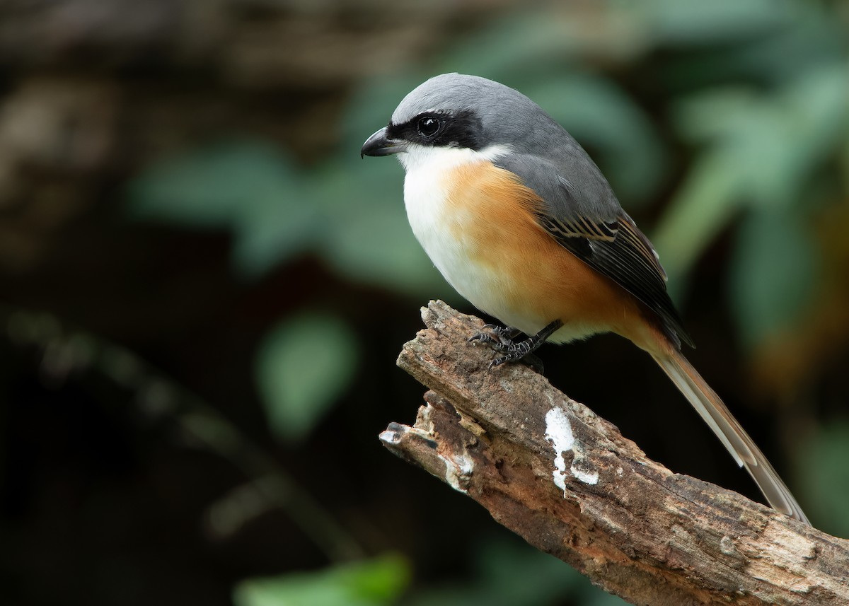 Gray-backed Shrike - ML620808283