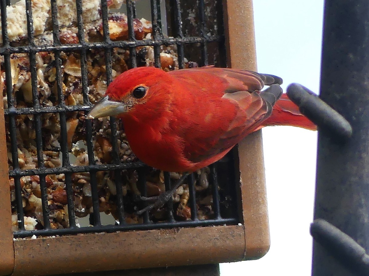 Summer Tanager - ML620808303