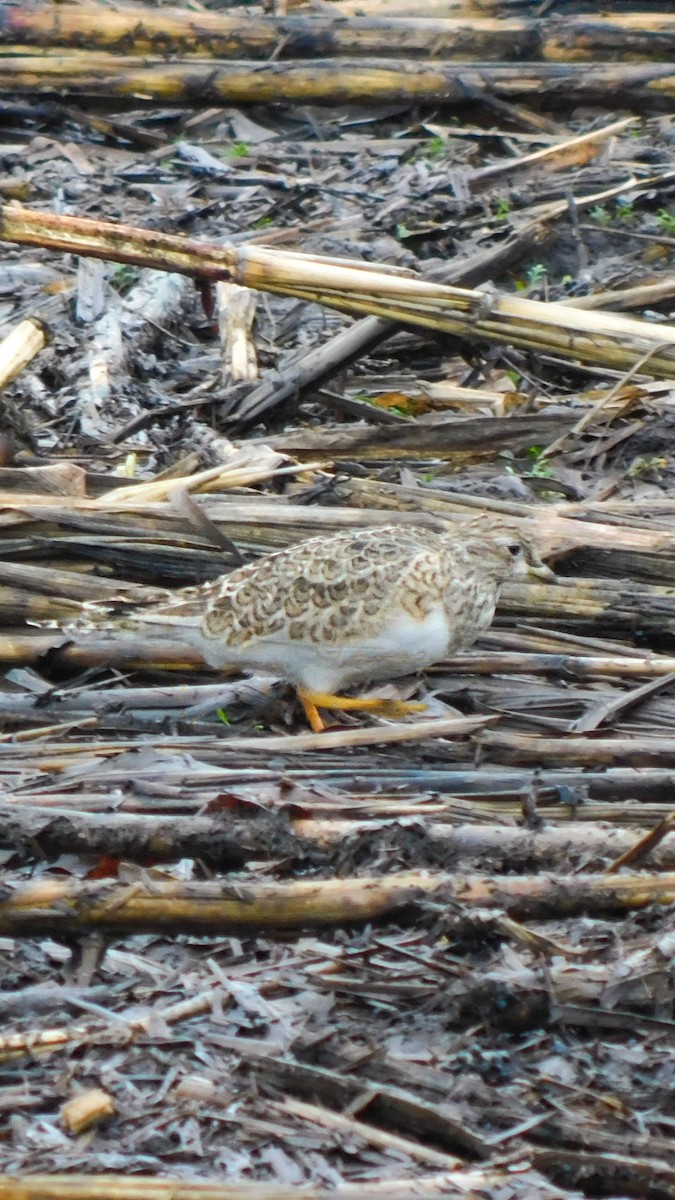 Least Seedsnipe - ML620808310