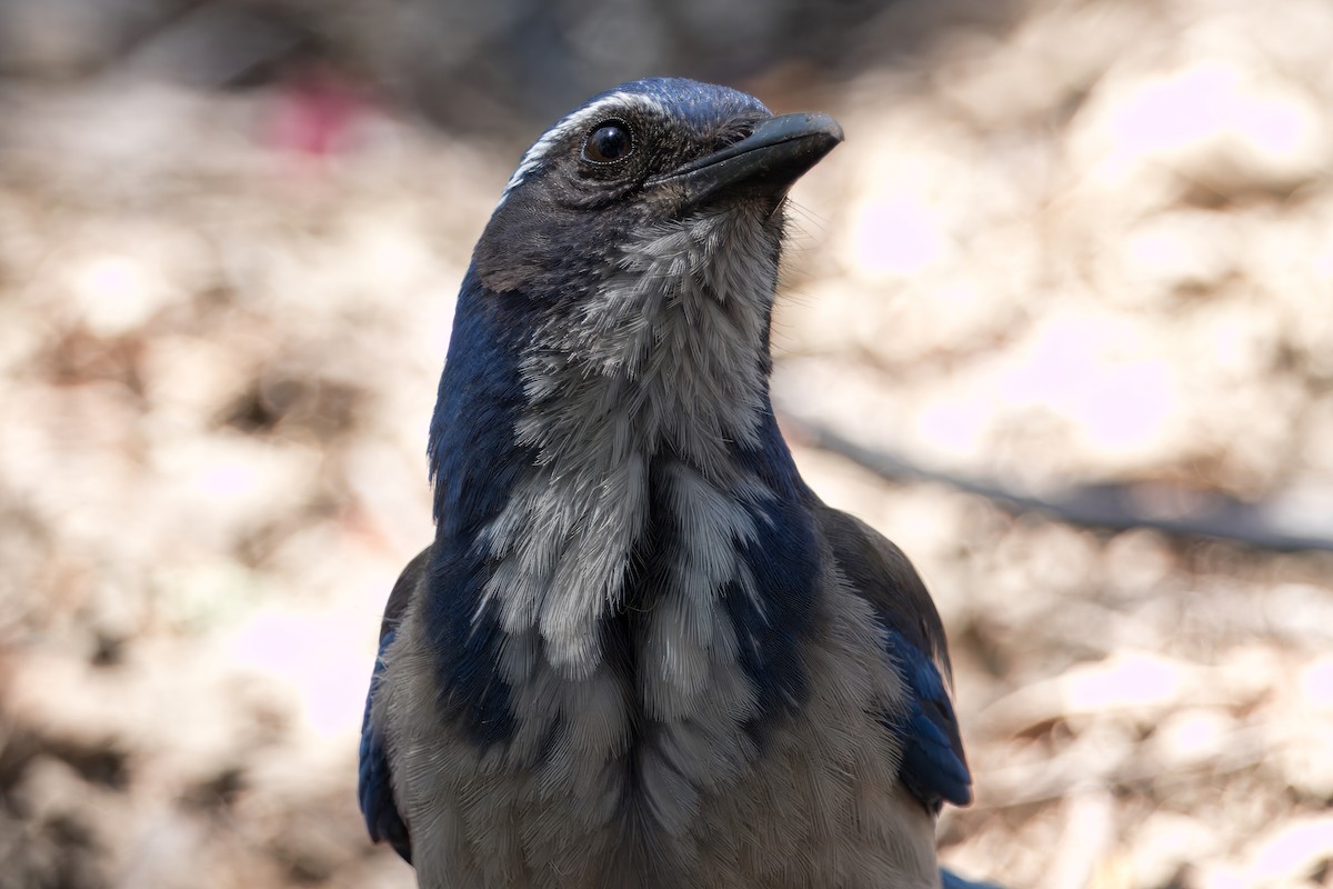 California Scrub-Jay - ML620808311