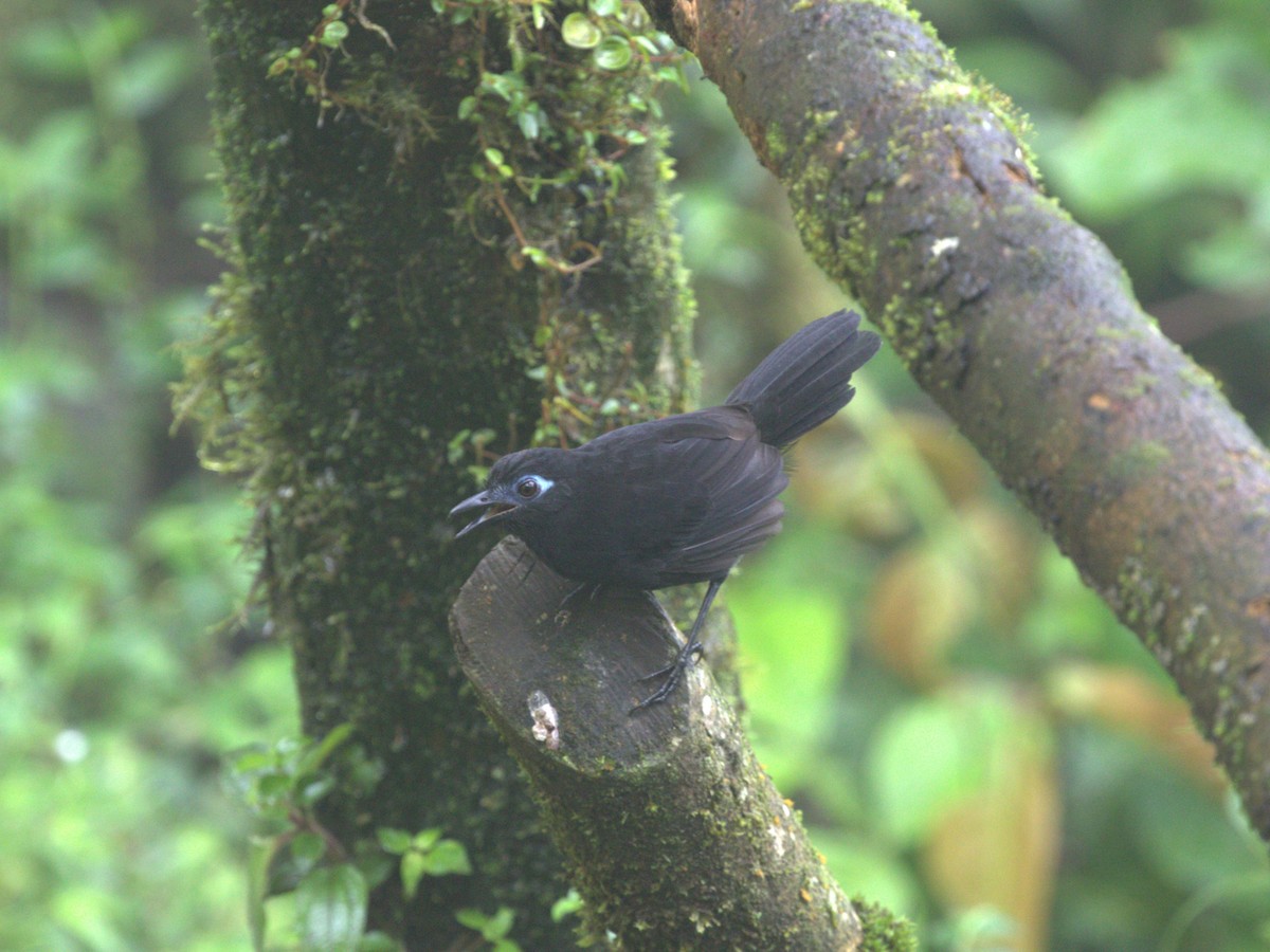 Zeledon's Antbird (Choco) - ML620808317