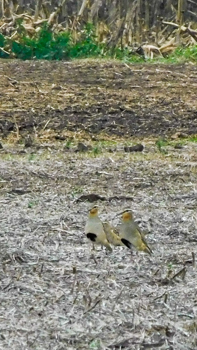 Tawny-throated Dotterel - ML620808320