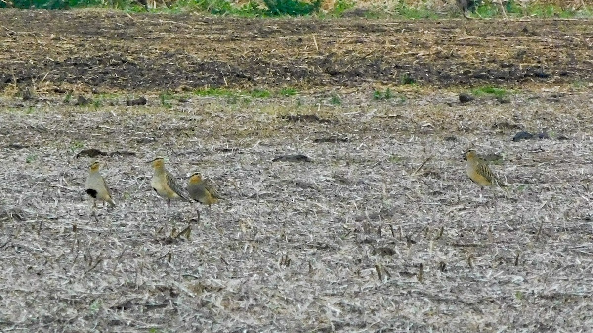 Tawny-throated Dotterel - ML620808321