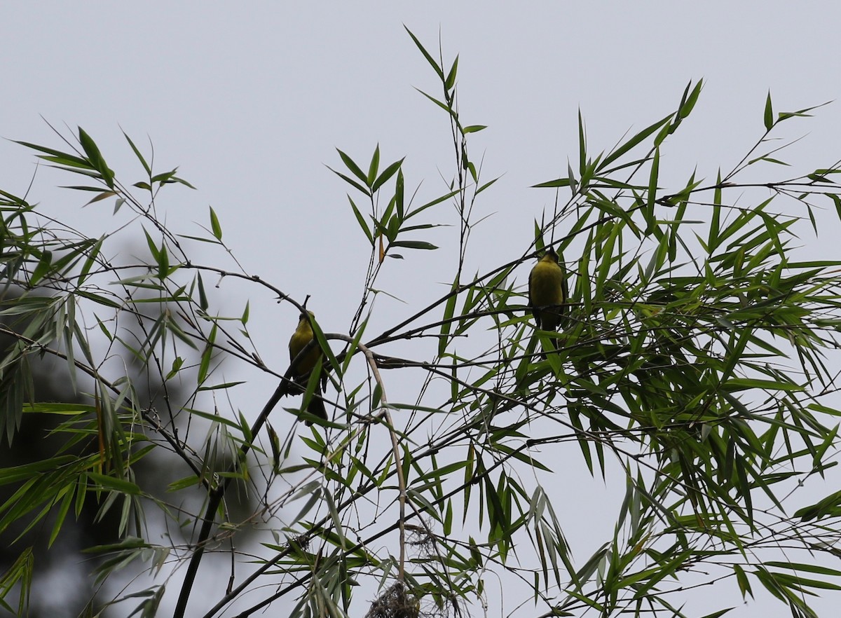 Lemon-browed Flycatcher - ML620808323