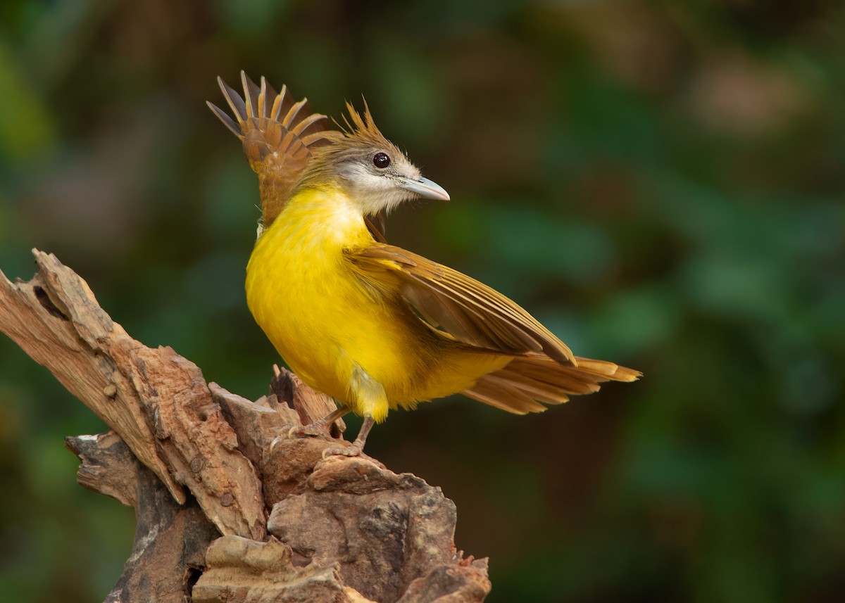 White-throated Bulbul - ML620808328