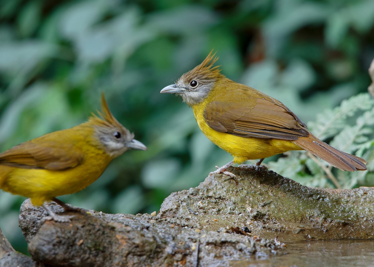 White-throated Bulbul - ML620808333