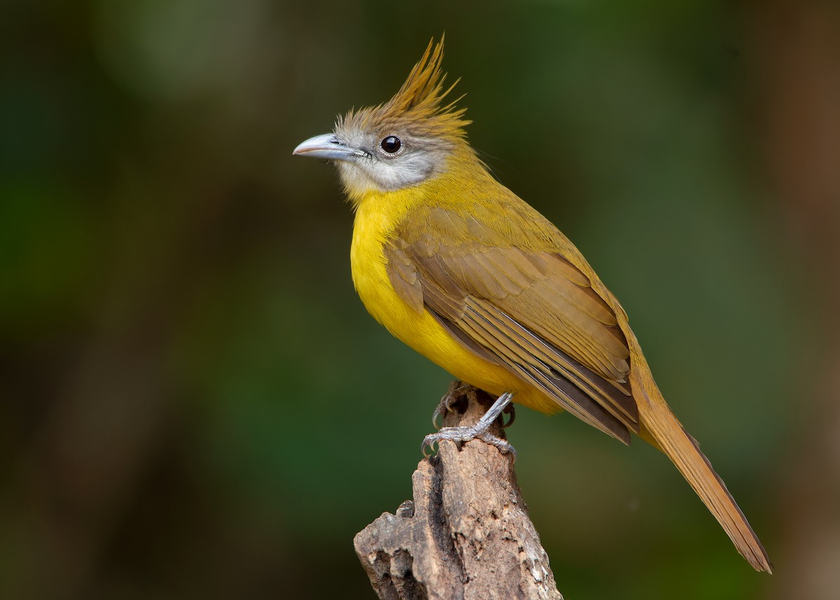 White-throated Bulbul - ML620808336