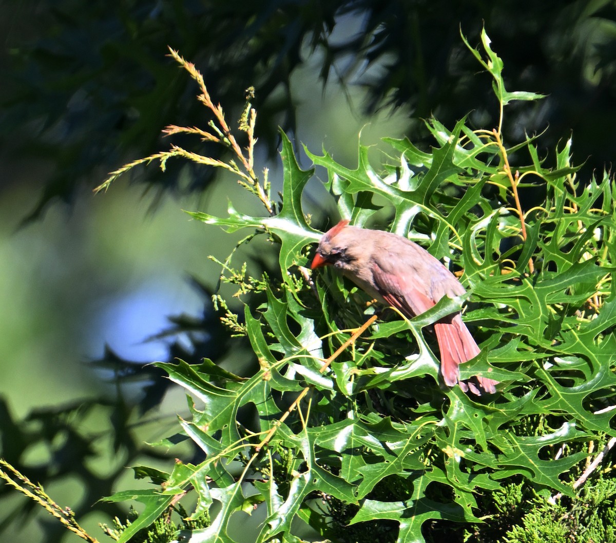 Northern Cardinal - ML620808339