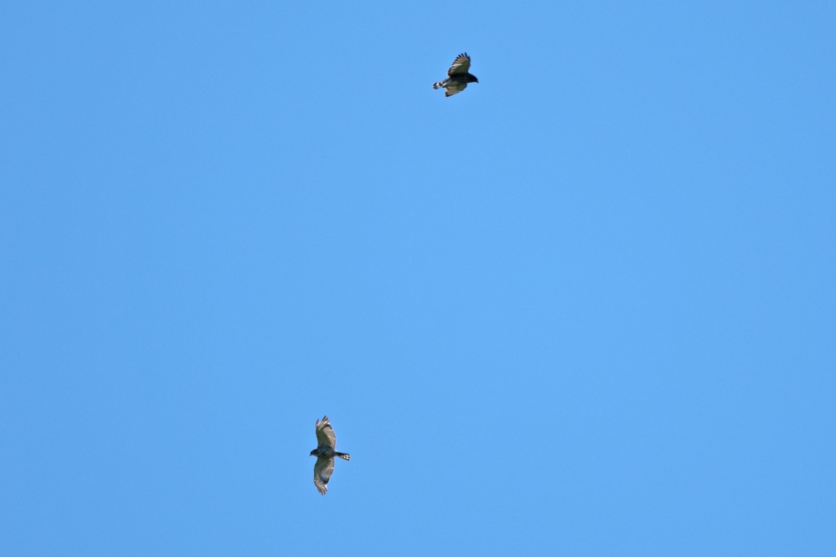 Broad-winged Hawk - ML620808363