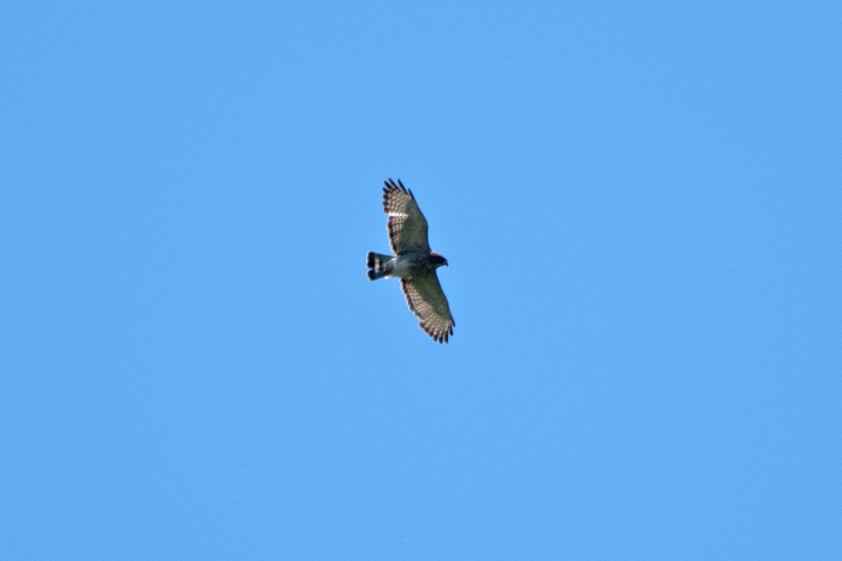 Broad-winged Hawk - ML620808364