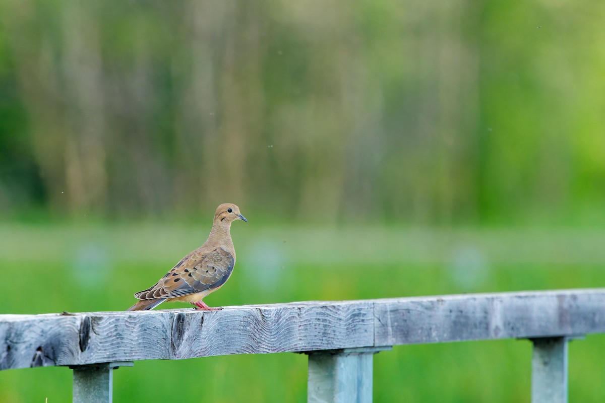 Mourning Dove - ML620808367