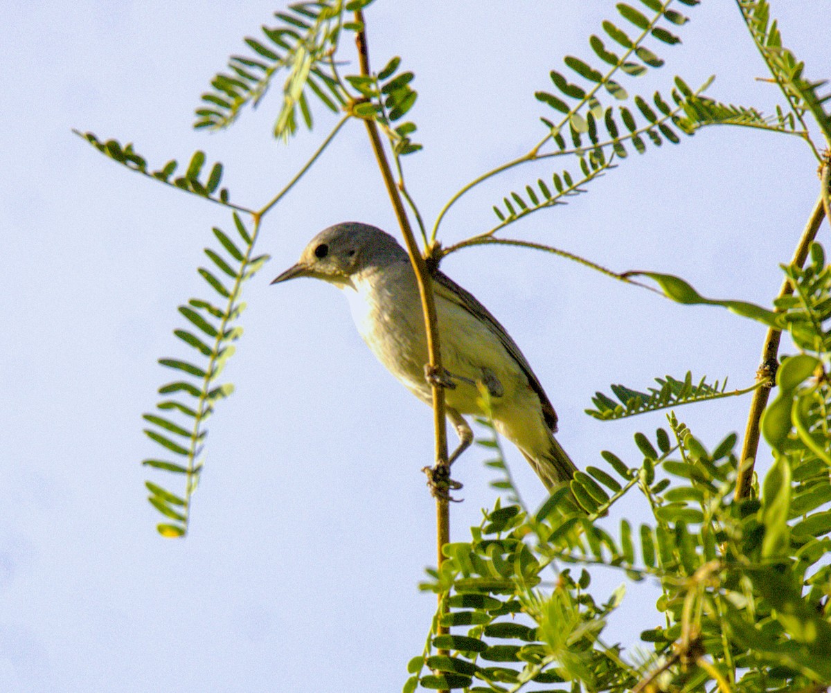 Lucy's Warbler - ML620808372