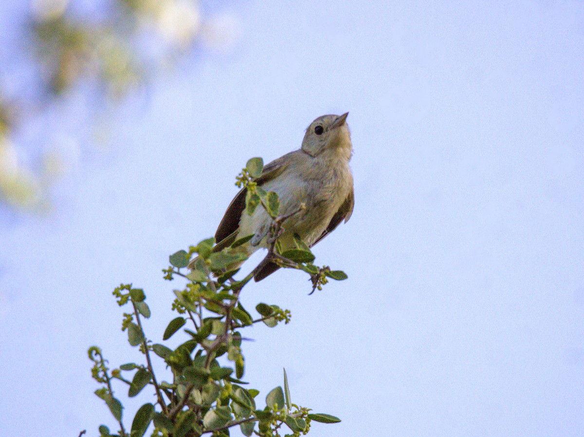 Lucy's Warbler - Don Carney