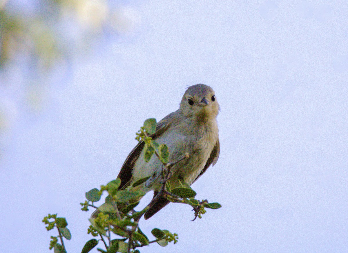 Lucy's Warbler - ML620808374