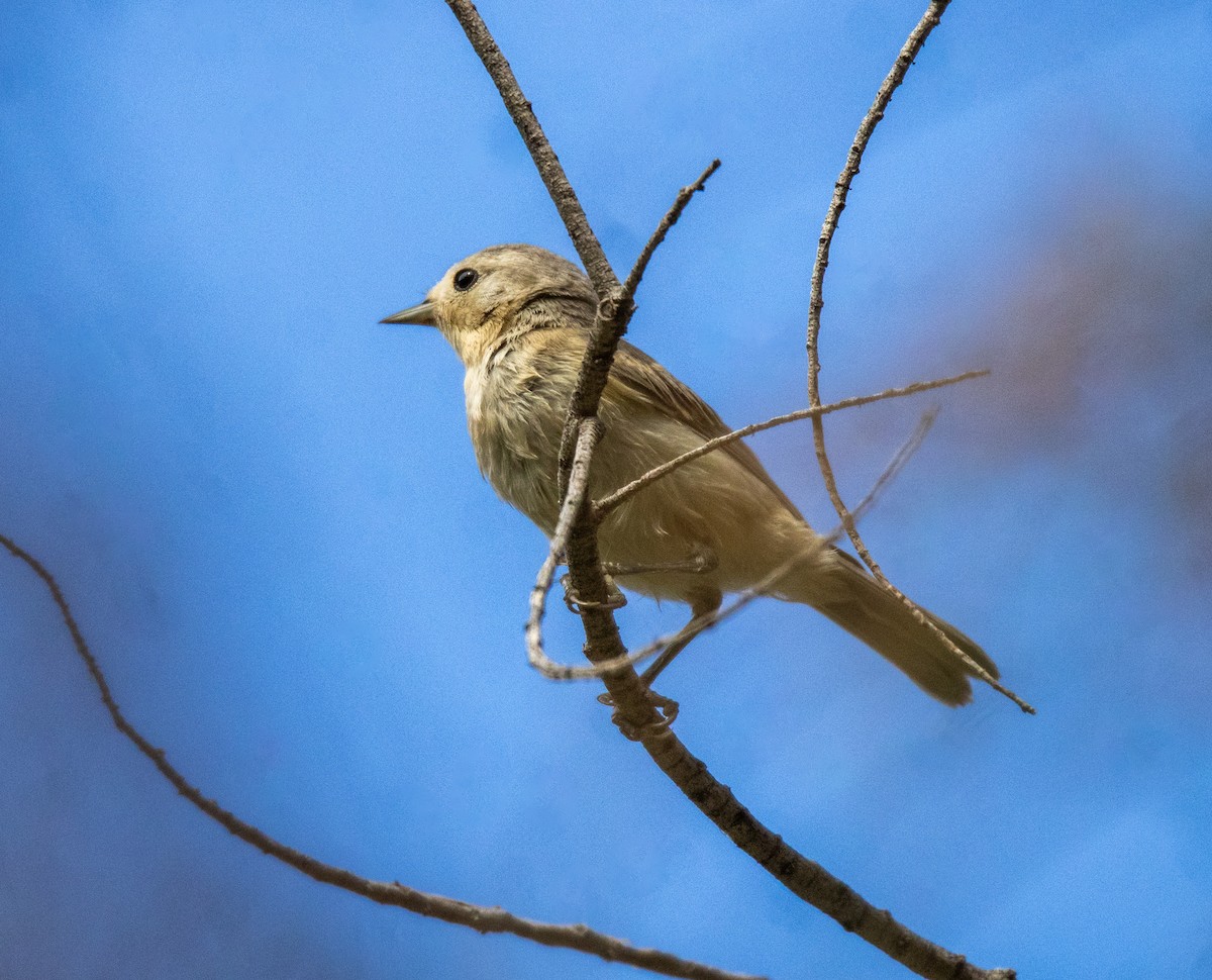 Paruline de Lucy - ML620808375