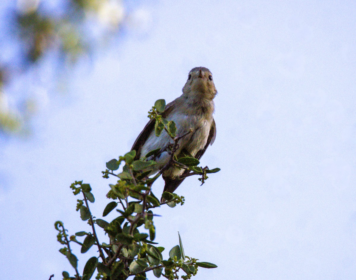 Rotbürzel-Waldsänger - ML620808376