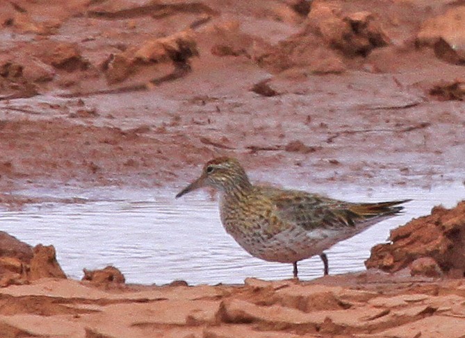 Sharp-tailed Sandpiper - ML620808378