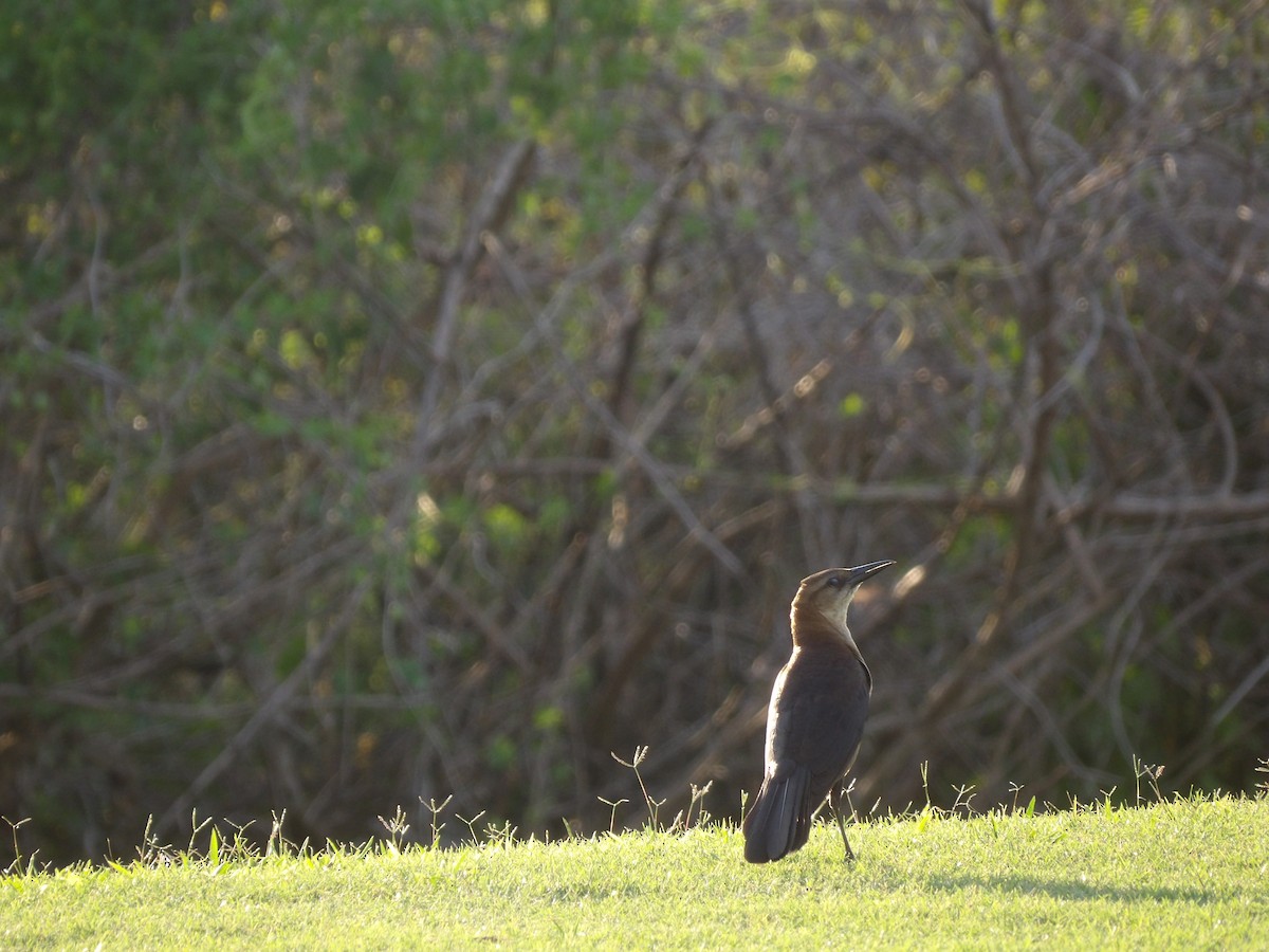 Boat-tailed Grackle - ML620808379