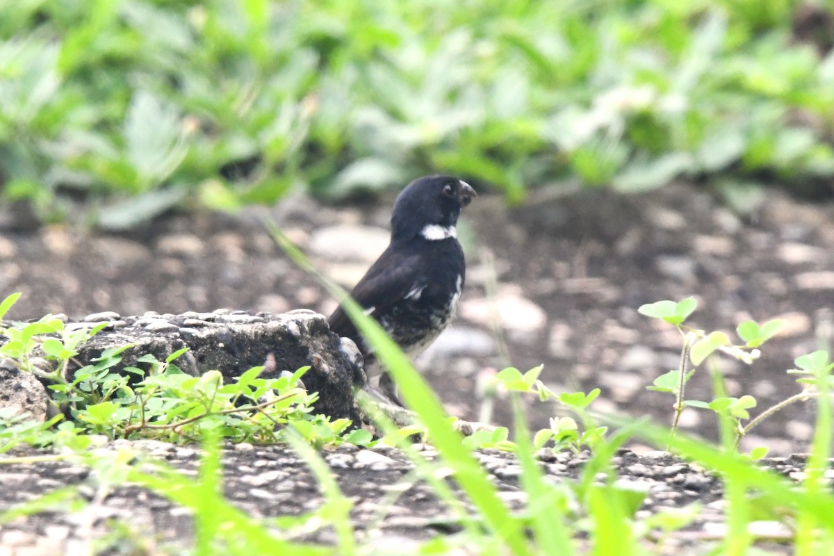 Variable Seedeater - ML620808380