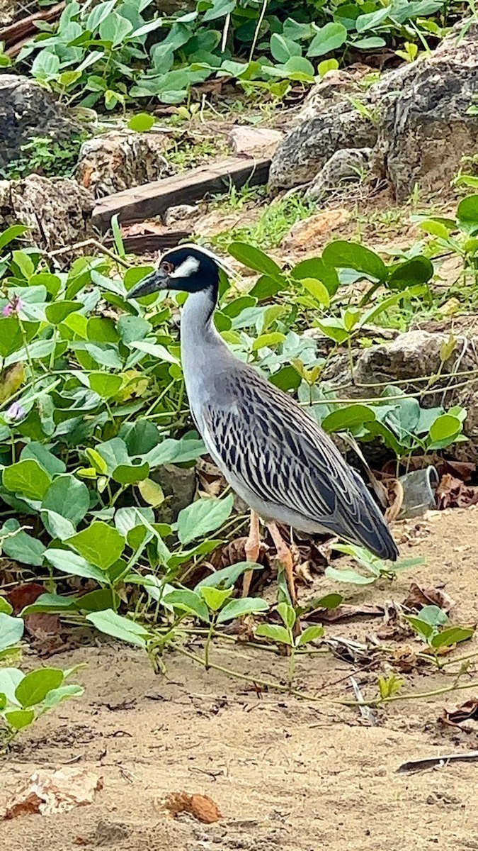 Yellow-crowned Night Heron - ML620808381