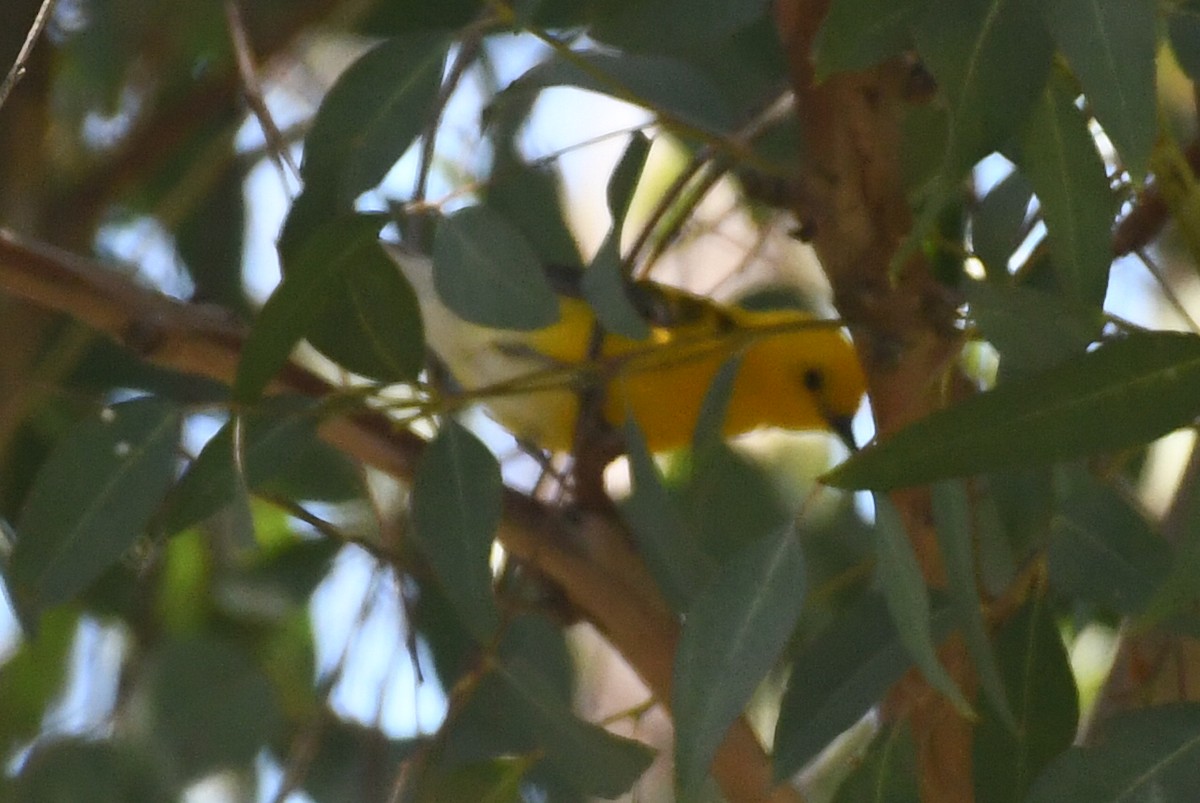 Prothonotary Warbler - ML620808385