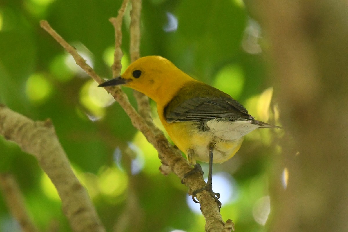 Prothonotary Warbler - ML620808386