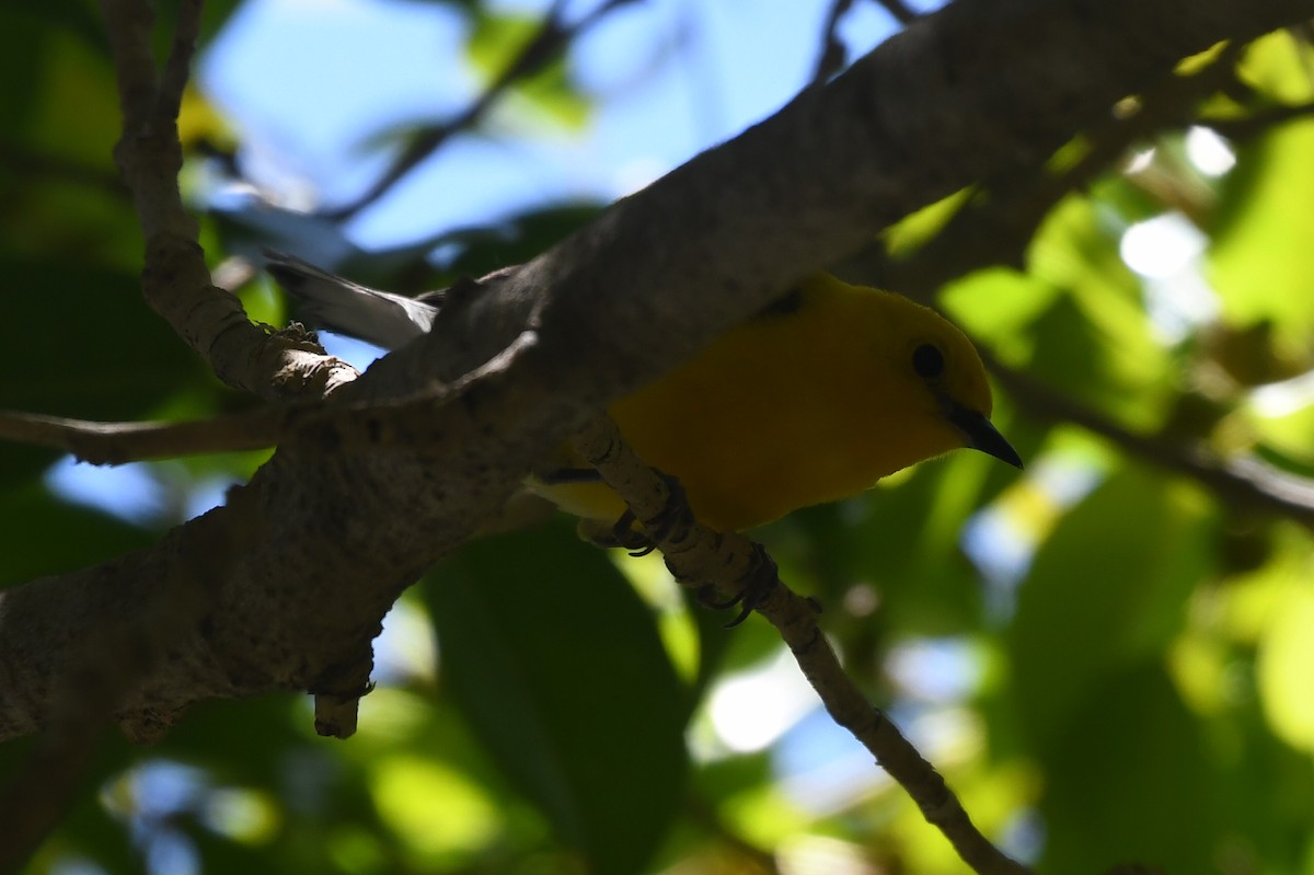 Prothonotary Warbler - ML620808388