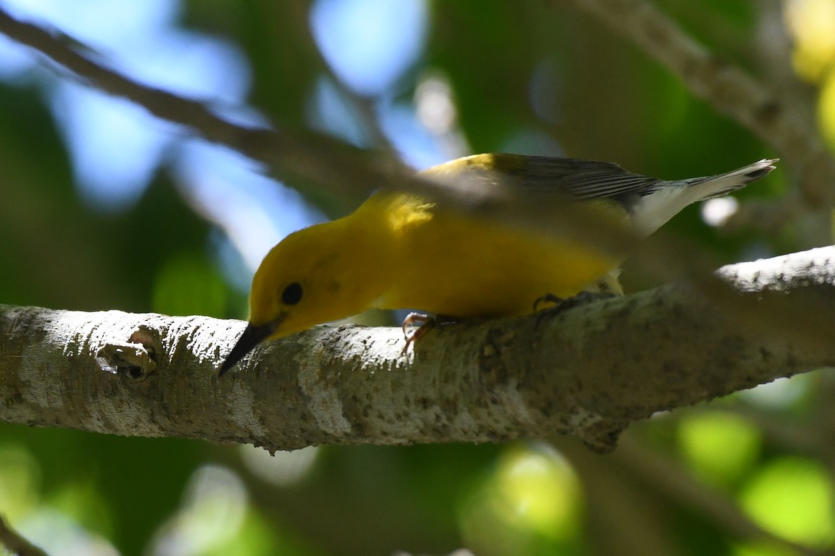 Prothonotary Warbler - ML620808389