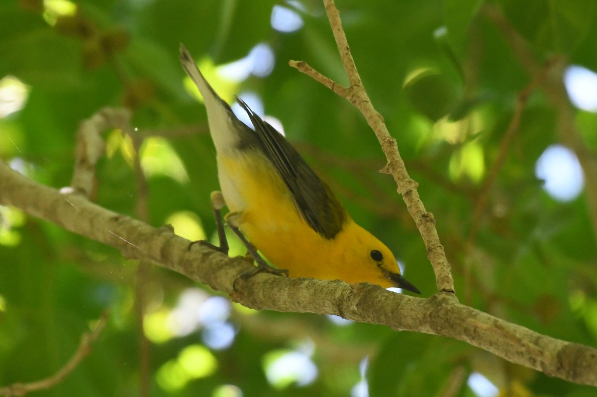 Prothonotary Warbler - ML620808390
