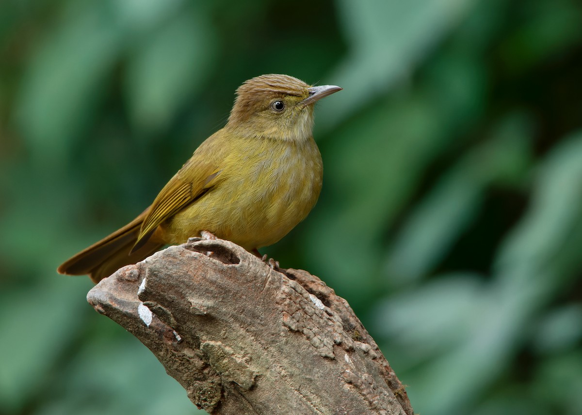 Gray-eyed Bulbul - ML620808391