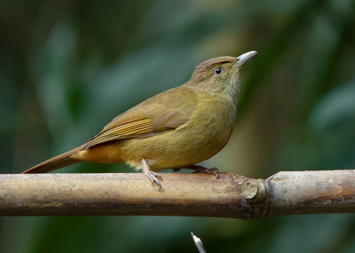 Gray-eyed Bulbul - ML620808392