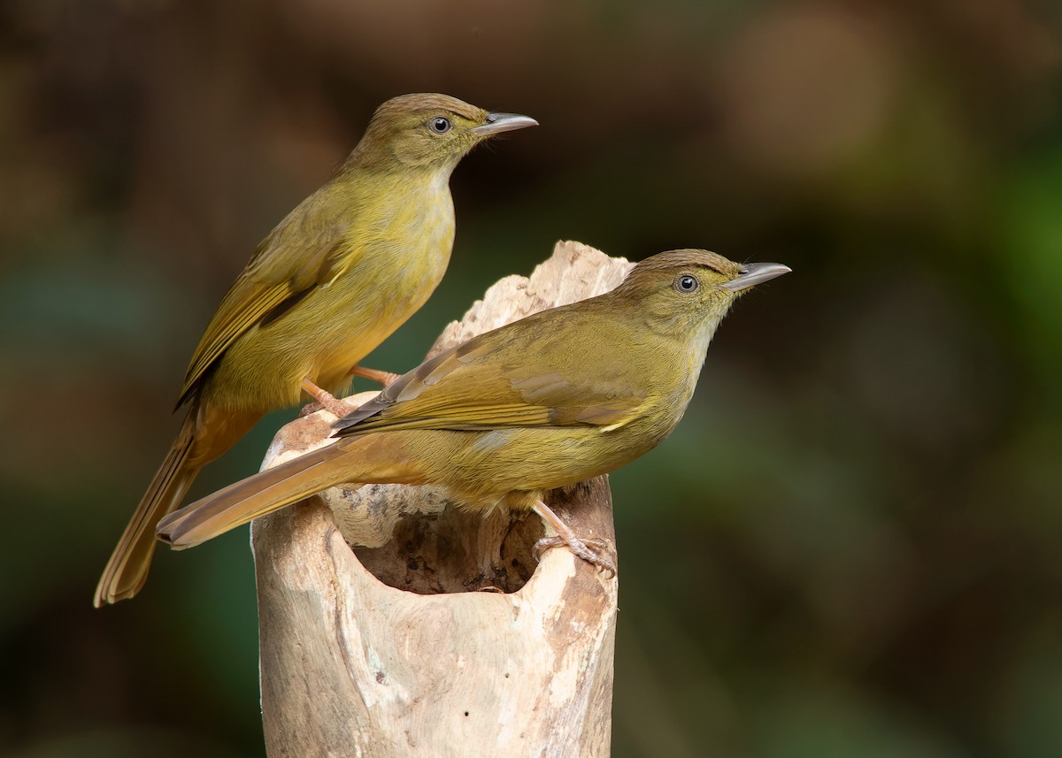 Gray-eyed Bulbul - Ayuwat Jearwattanakanok