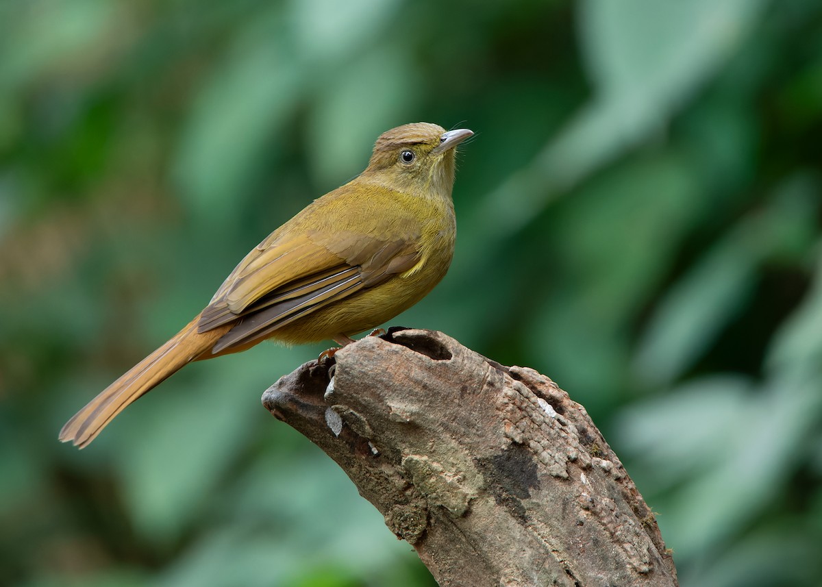 Bulbul aux yeux gris - ML620808394