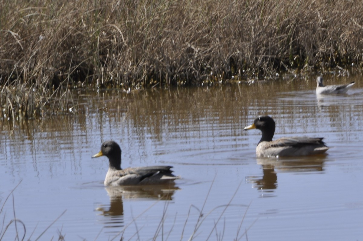 Yellow-billed Teal - ML620808395