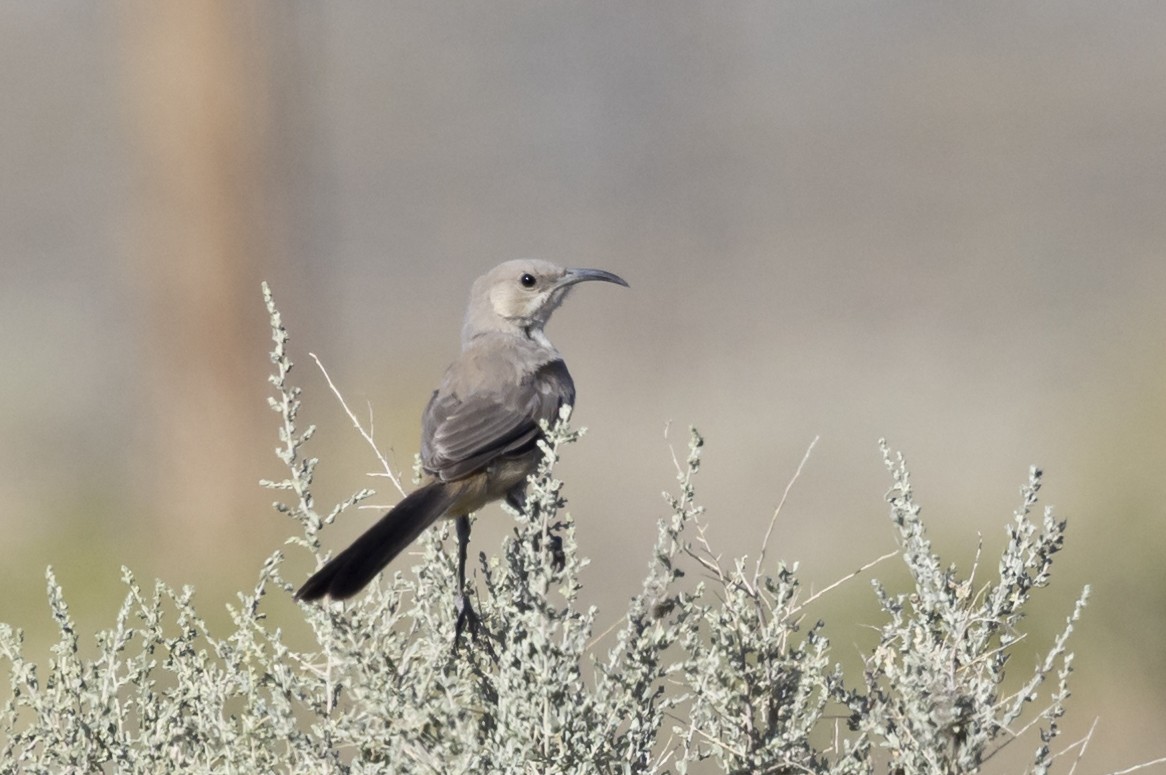 LeConte's Thrasher - Robert Lewis