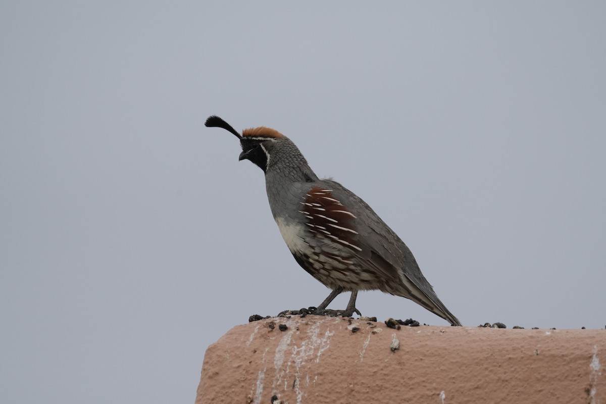 Gambel's Quail - ML620808397