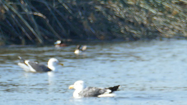 Bufflehead - ML620808399