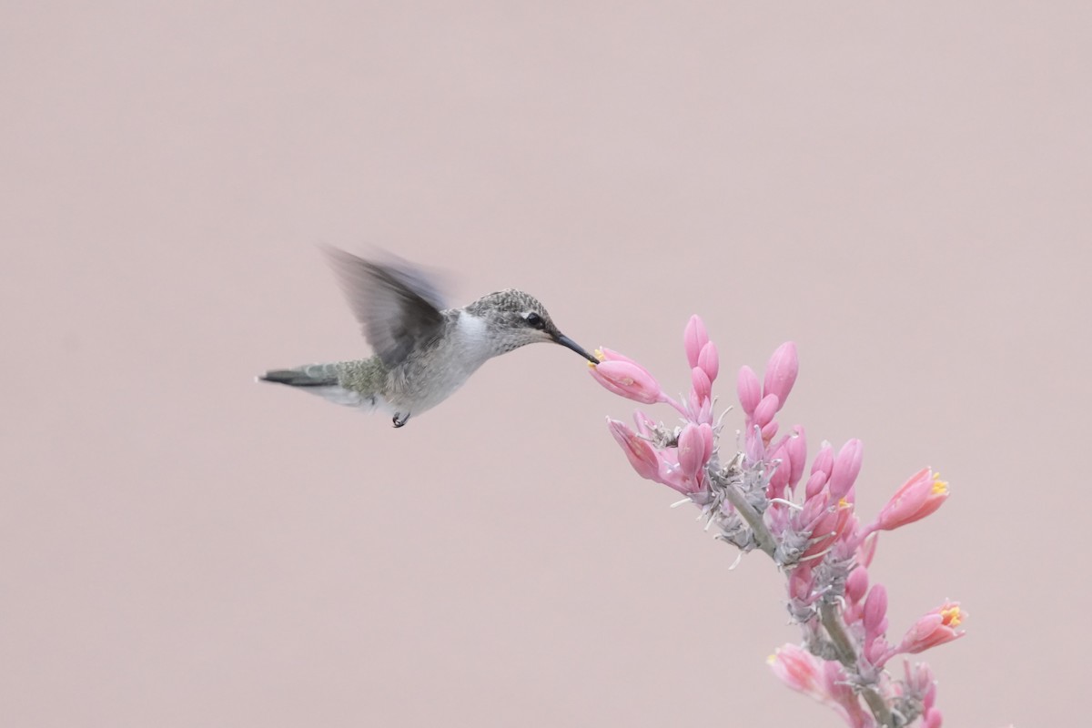 Black-chinned Hummingbird - ML620808400