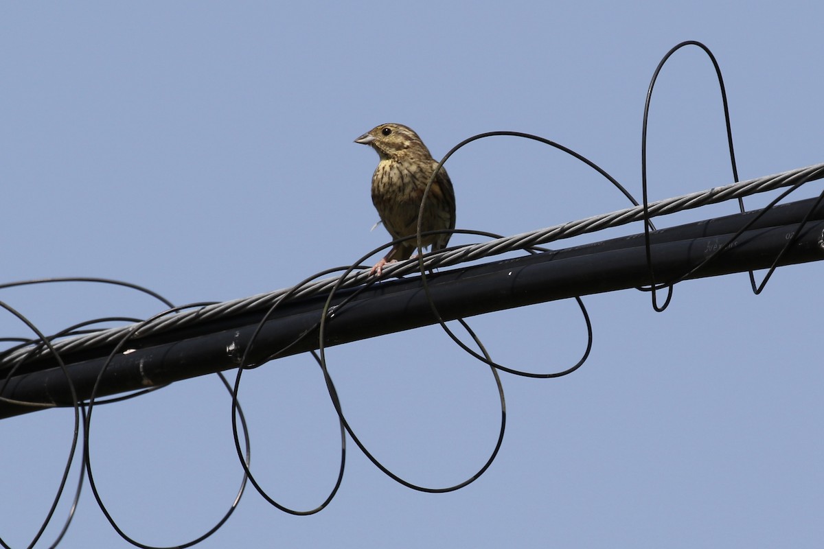 Cirl Bunting - ML620808401