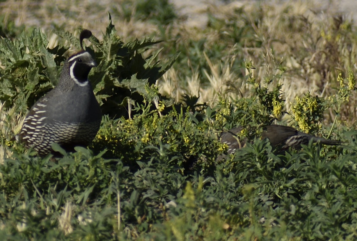 California Quail - ML620808402