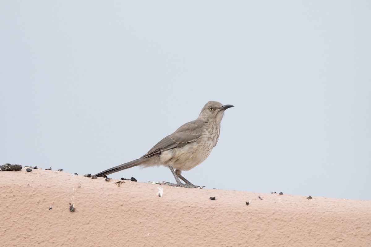 Curve-billed Thrasher - ML620808405