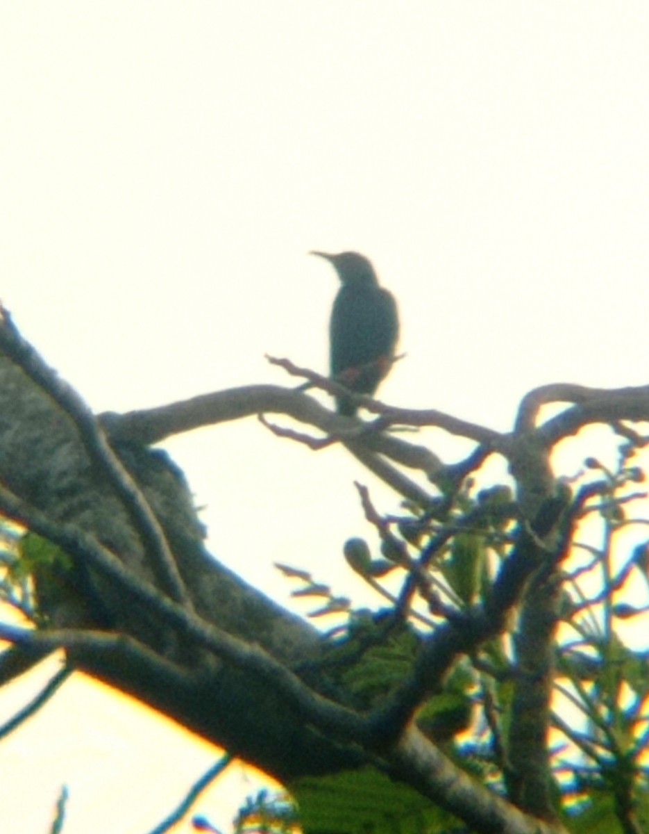 Red-legged Honeycreeper - ML620808412