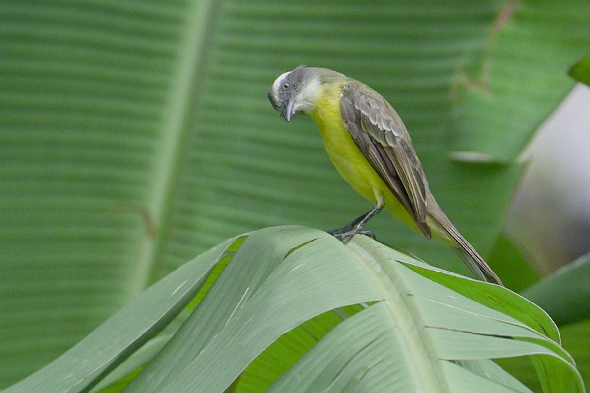 Gray-capped Flycatcher - ML620808414