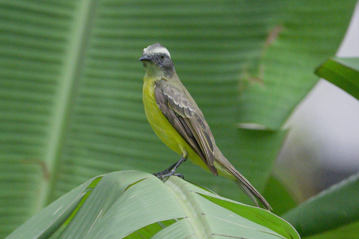 Gray-capped Flycatcher - Christine Kozlosky