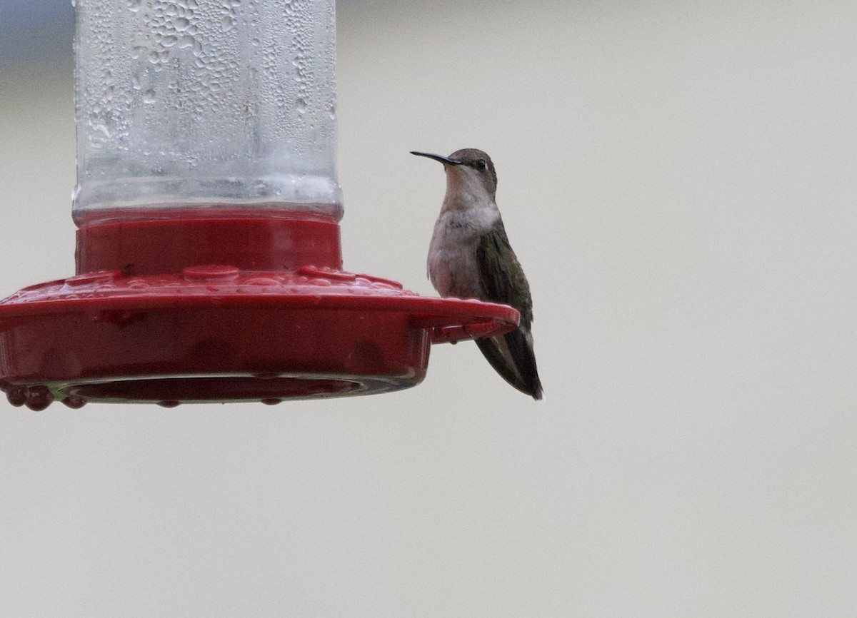 Ruby-throated Hummingbird - Bruce Fleischer