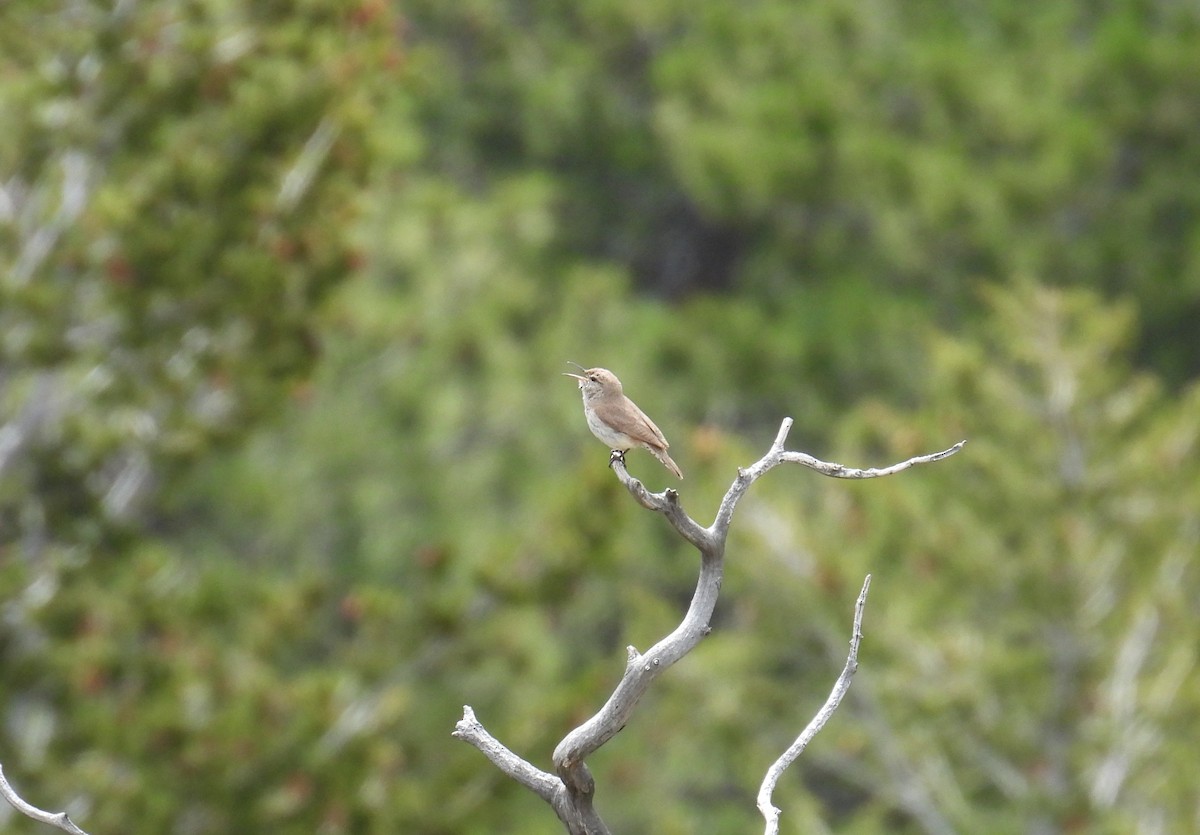 Rock Wren - ML620808419