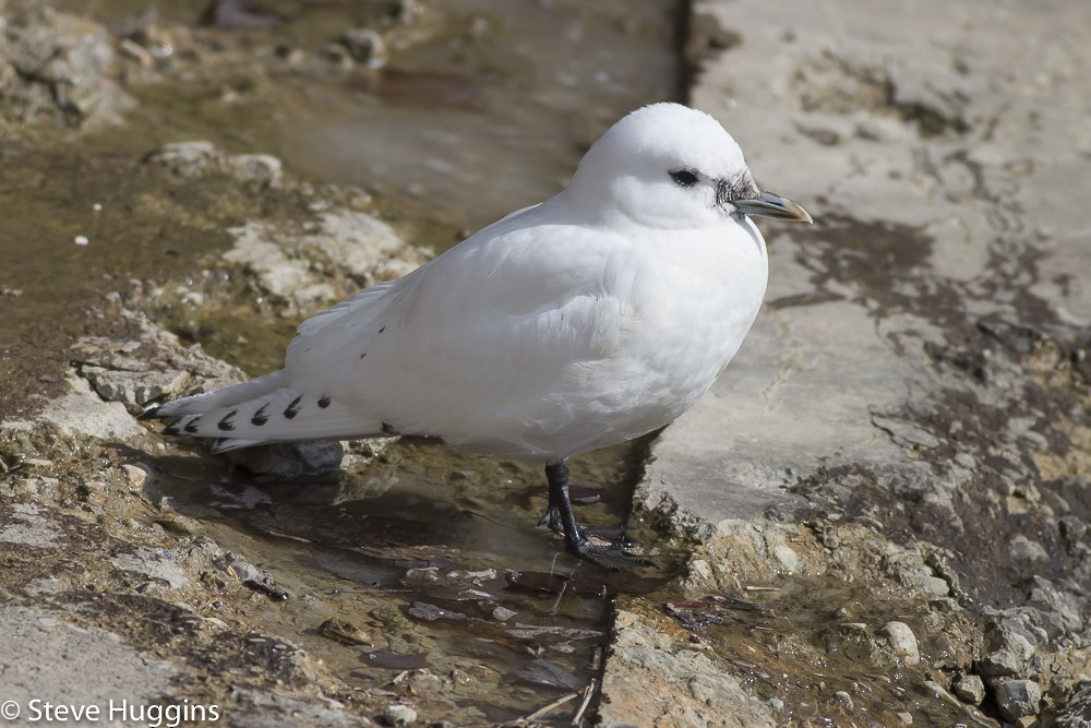 racek sněžní - ML620808428