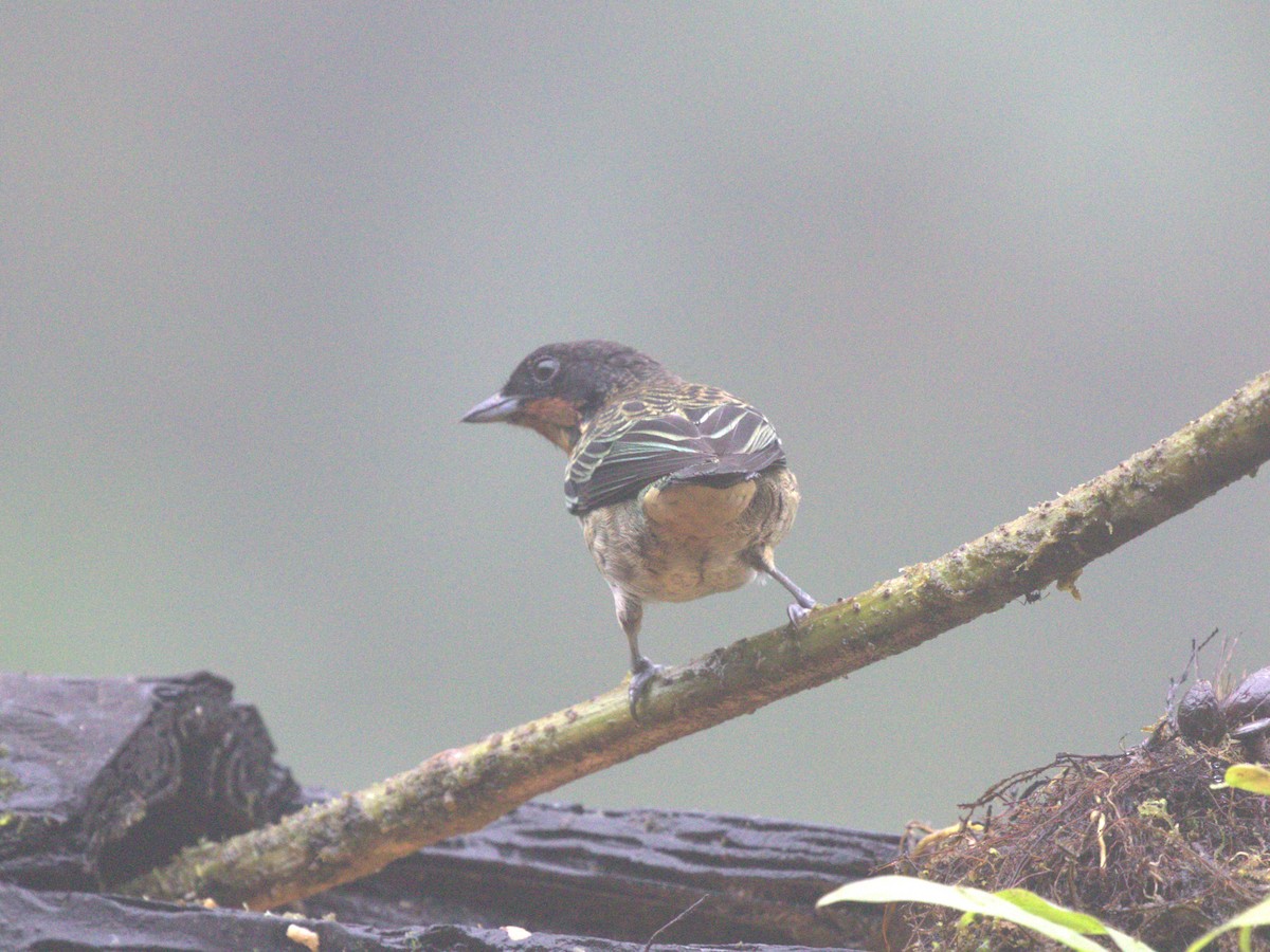 Rufous-throated Tanager - ML620808444