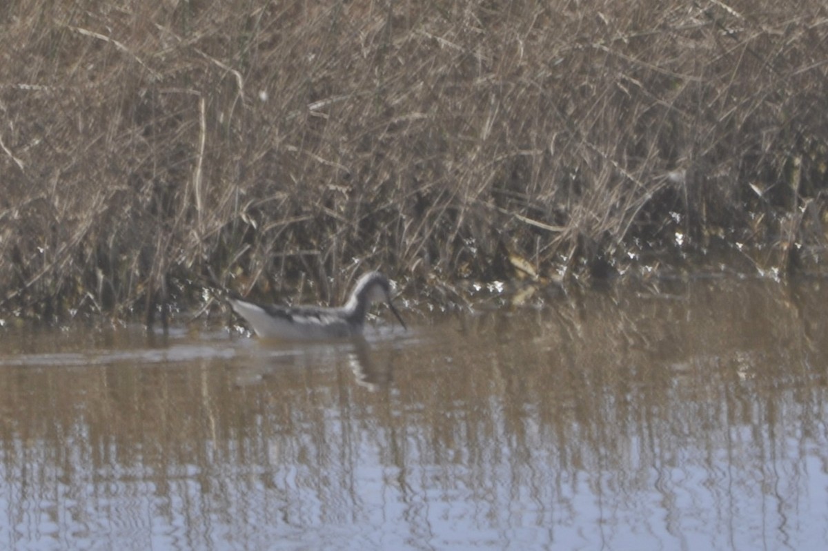 Wilson's Phalarope - ML620808448